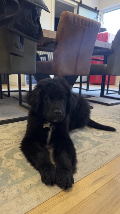 Bruno de Beer, the office dog